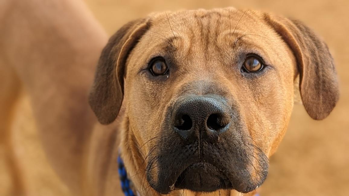 Officer Ben the brown dog outside wearing a blue leash